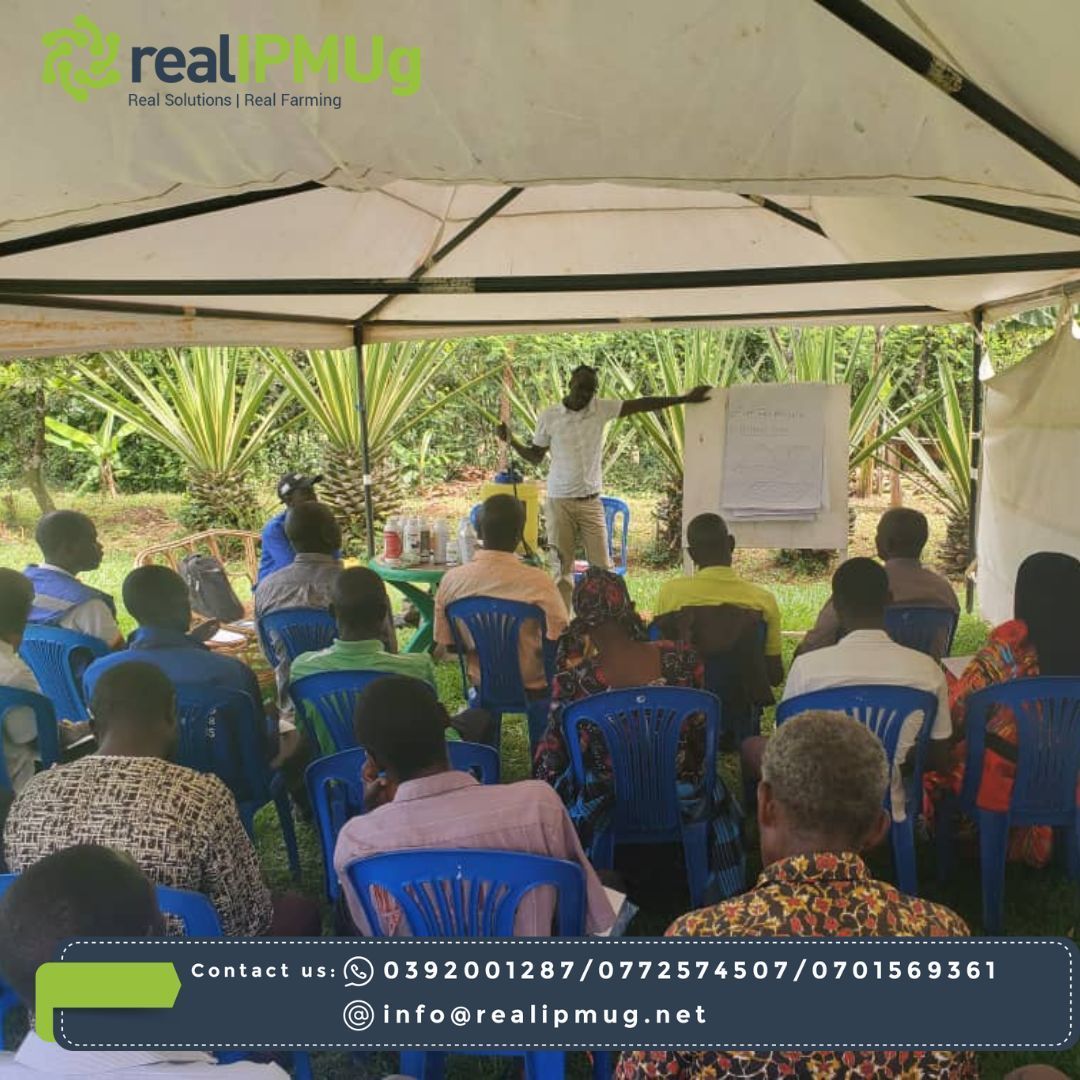 RealipmUG's tweet photo. Empowering agrodealers in Busia with IPM training is a game-changer. Kudos to @TechnoServe and #HORTImap for driving this initiative, ensuring safe product use, resistance management, and improved spraying techniques. 🚜📚 #CommunityDevelopment #AgInnovation https://t.co/qcP8l0TKTa