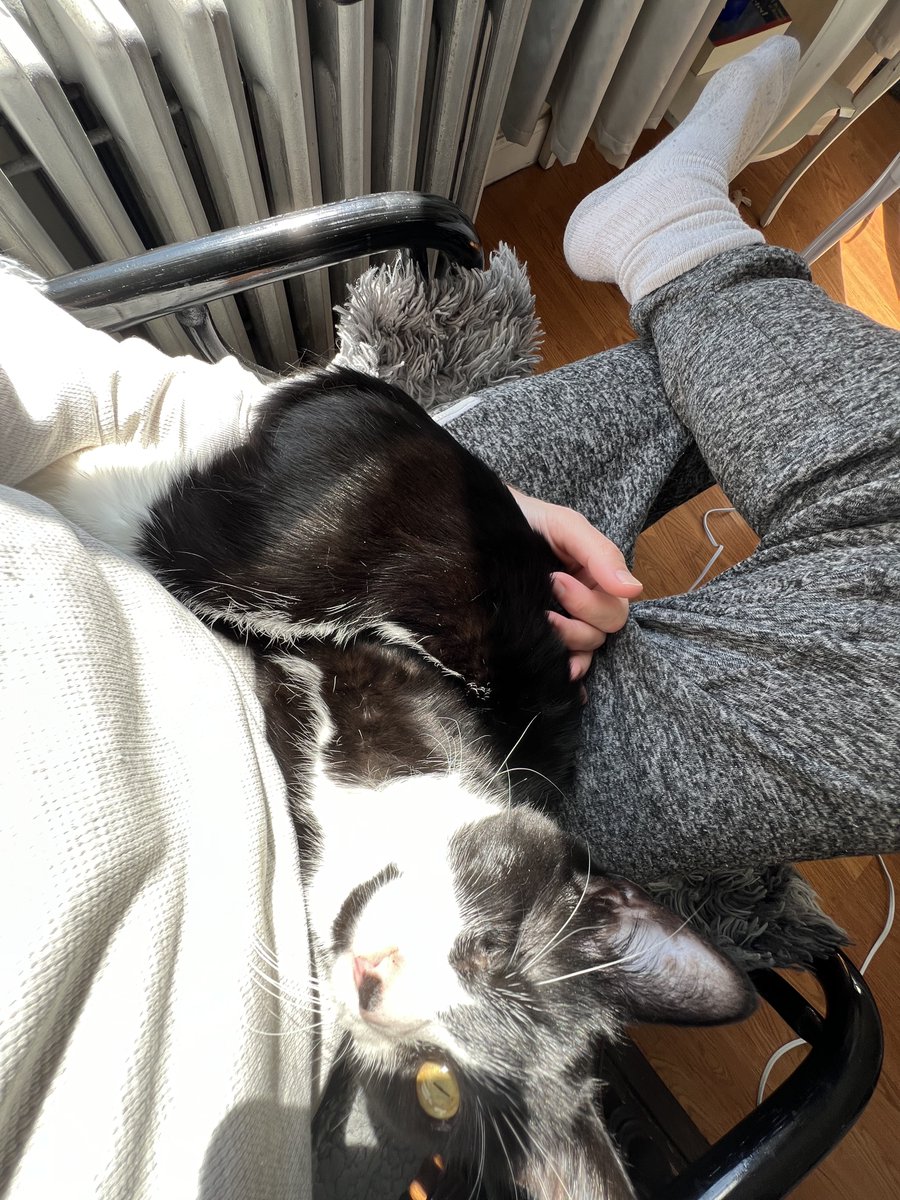 EM1T_'s tweet photo. Good morning. Iris working full time to help heal my emotions after Buddy’s death. She understand exactly what I need from her right now, glued to my lap these past 2 days. She herself was rescued as a stray kitten around here 1.5 years ago https://t.co/25v52WWbmT