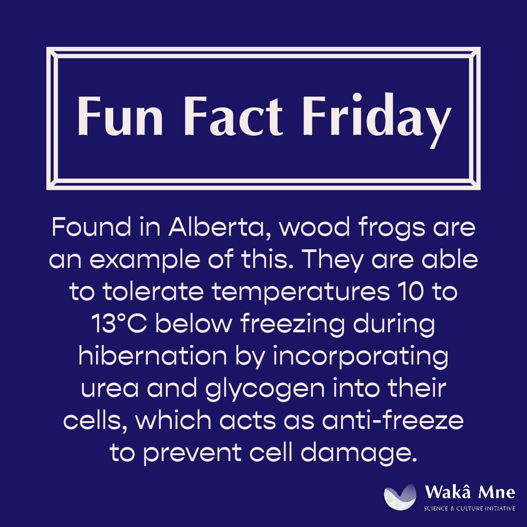 ANSNproject's tweet photo. Since as early as 1959 (Dubach et al.), scientists have been trying to understand the role of certain chemicals in allowing small animals to endure freezing temperatures during the winter, such as wood frogs.

📸🖍️: Adobe Express
🔗🌳: https://t.co/OJ6NImUqNi https://t.co/gyxRez8lhP