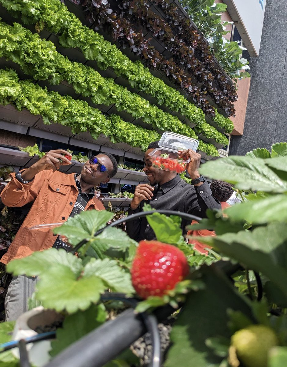 <a href="/FAORwanda/">FAO in Rwanda</a> <a href="/FAO/">Food and Agriculture Organization</a> <a href="/CMuneza/">Claire Muneza</a> <a href="/CoumbaDSow/">Coumba D. Sow</a> <a href="/EzaNezaRwanda/">Eza Neza</a> <a href="/FAOInnovation/">FAO Innovation</a> <a href="/FAOEastAfrica/">FAO Eastern Africa</a> <a href="/FAOAfrica/">FAO in Africa</a> #betterNutrition #AgInnovation