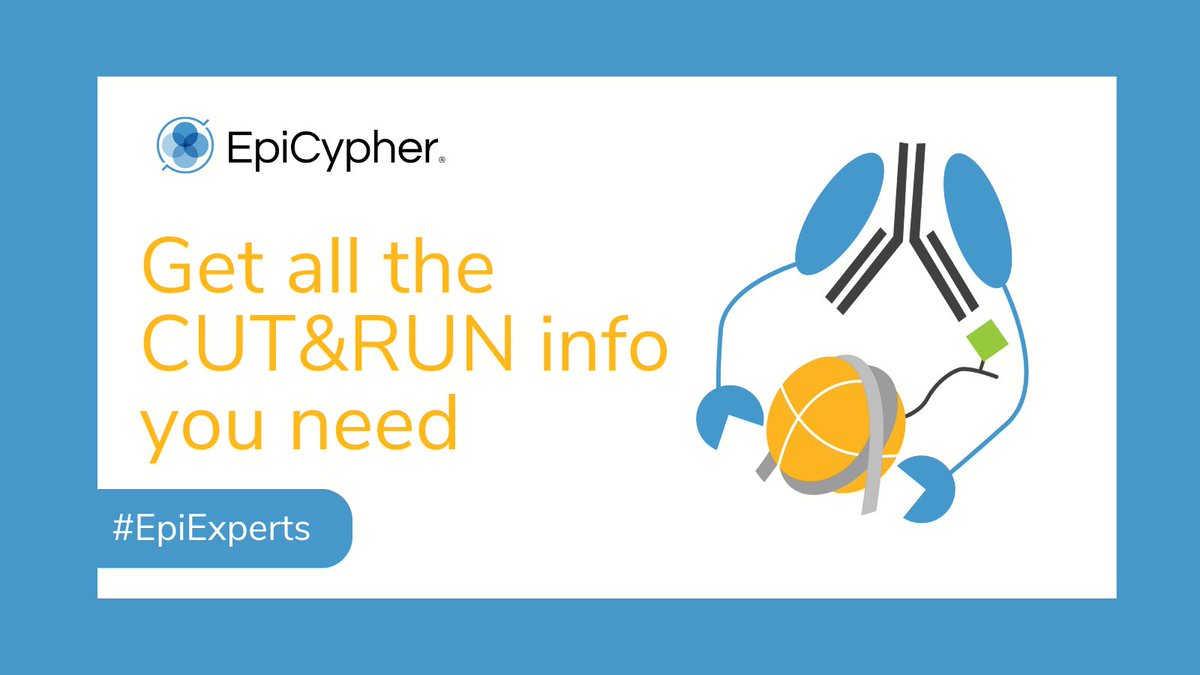 Our #EpiExperts created an overview of CUT&RUN with all the information you need. Whether you are familiar with the assay or just starting out, check out this page to learn about why we love CUT&RUN. 
hubs.la/Q02psD5h0