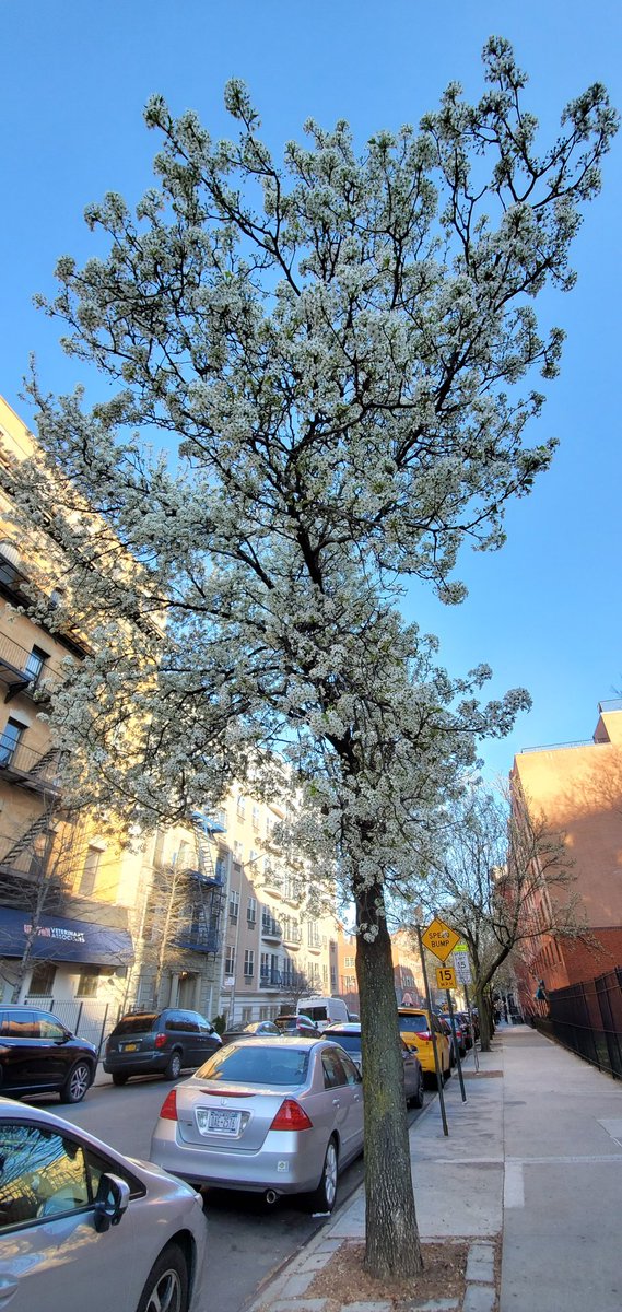 RoseleneDolce's tweet image. #SignsofSpringNYC