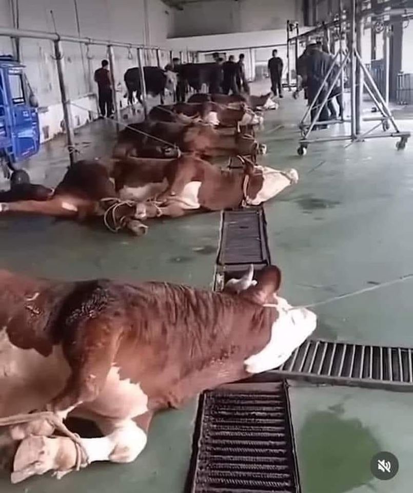 Ellie CG tweet media