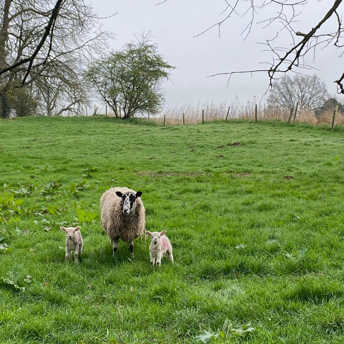 Happy Easter from @HartleburyCPT's woolly neighbours! 🐑☀️ #WorcestershireHour