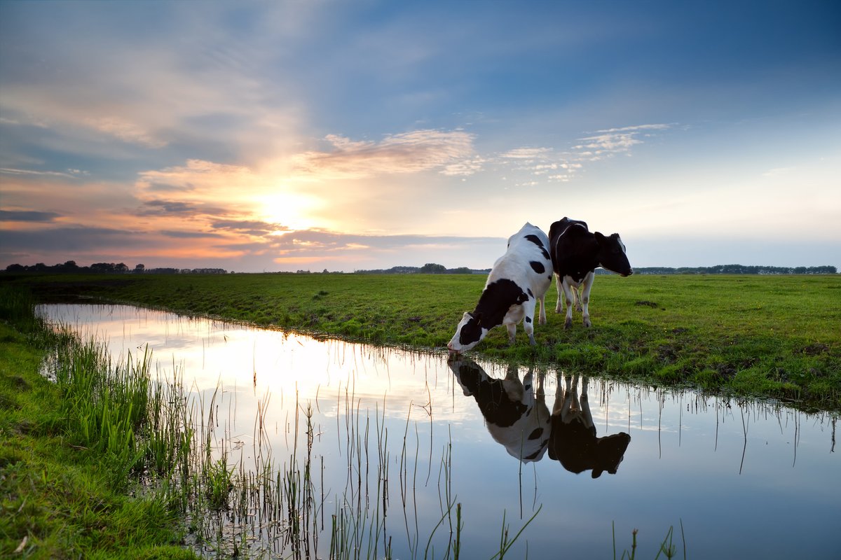 Geen landbouw, visserij of voeding zonder water #wereldwaterdag #weekvanhetwater Binnen het onderzoeksproject WAVE willen we onmisbare data over drinkwaterverbruik in de veehouderij in kaart brengen. We zoeken nog vleesveehouders die willen meewerken ilvo.vlaanderen.be/nl/nieuws/wave…