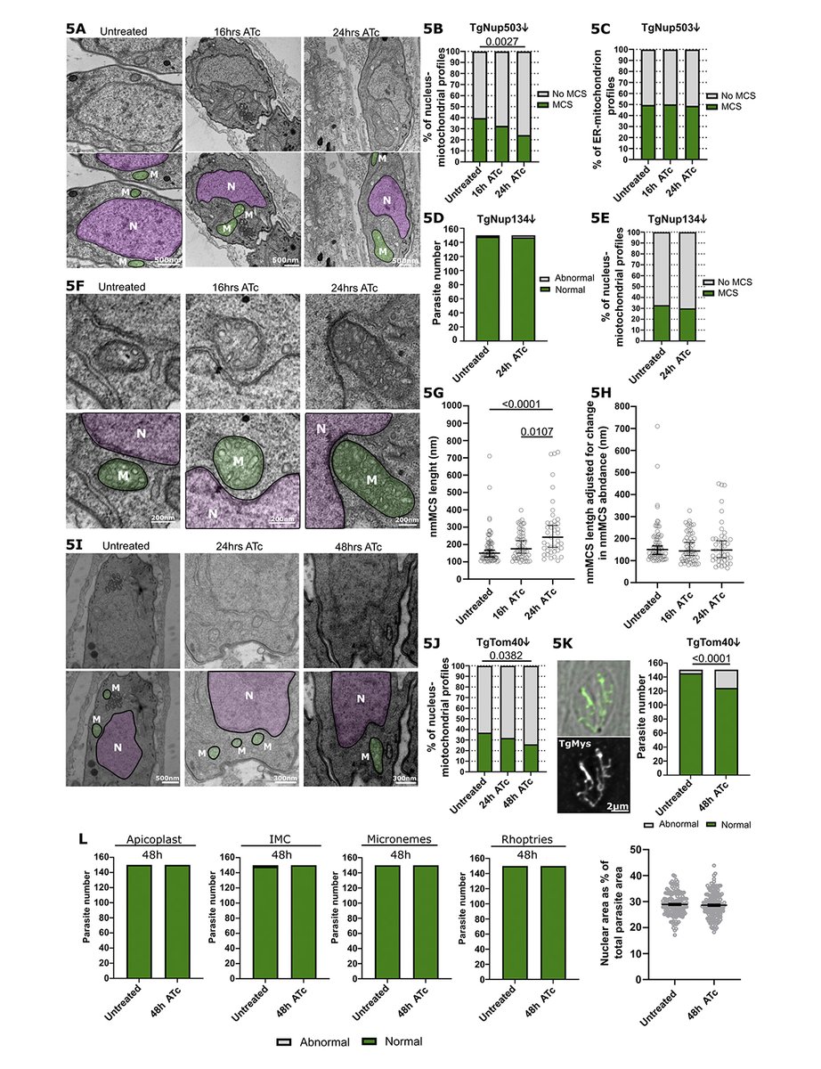 JCellBiol's tweet image. Image shows loss of nuclear-membrane contact sites upon TgNup503 or TgTom40 depletion. Ovciarikova et al. @sheinerlab @UofGSii reveal a novel nuclear-mitochondrial membrane contact site in the protozoan #Toxoplasma gondii. hubs.la/Q02n_7dM0

#mitochondria #nucleus