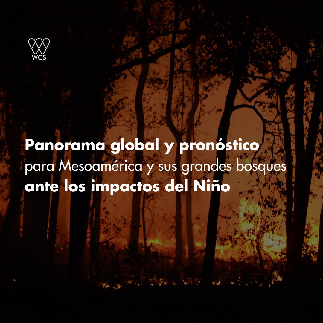 🔥¿Cuál es el pronóstico para #Mesoamérica y sus Grandes Bosques ante los impactos del Niño? En esta nota, te presentamos un análisis sobre la variabilidad climática en la última década. ¿Estamos preparados? Conoce más en: ✍️ bit.ly/PanoramaBosque…