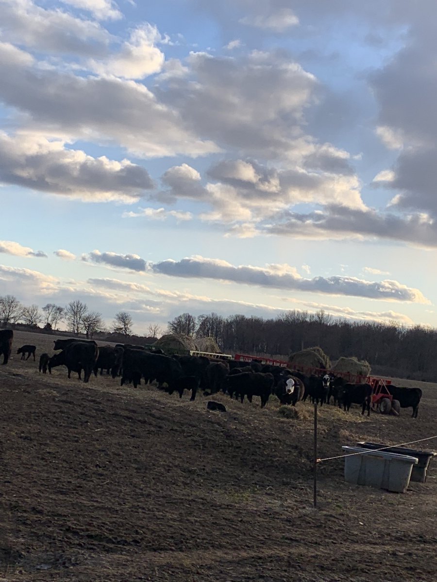 10 days into our calving window we are halfway through. 19 on the ground and 19 to go! #calving24