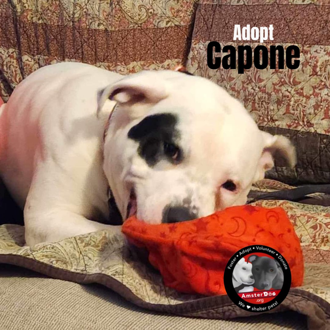 🐾 Adopt CAPONE! 3 years young, 55 lbs 👍 Pro snuggler 🥎 Bonkers for balls 🐕 Good with other dogs 👉 Apply at AmsterDog.org