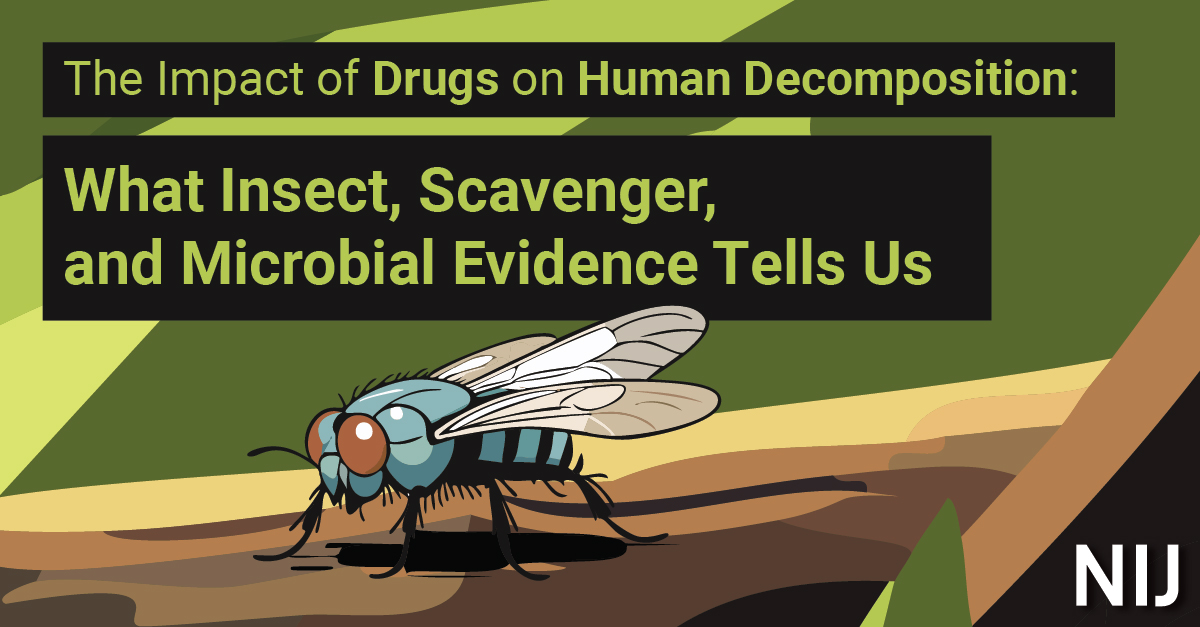 OJPNIJ's tweet image. Researchers at @TheBodyFarm_UTK noticed donated human bodies decomposing at different rates, despite identical conditions. Their NIJ-supported study revealed how different drugs altered decomposition, which could change time-of-death estimates. Read more: nij.ojp.gov/topics/article…