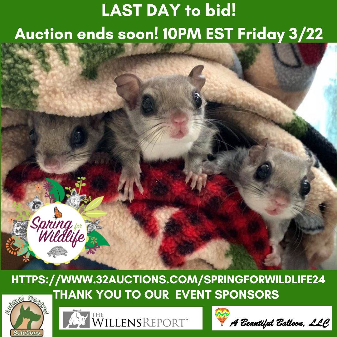 Bidding ENDS TONIGHT, Friday 3/22 at 10pm 32auctions.com/springforwildl… 

FINAL DAY! Are you ready to win? Go WILD!

#Animal #onlineauction #charityFundraiser #onlinebidding #wildliferehabilitation #wildliferehab