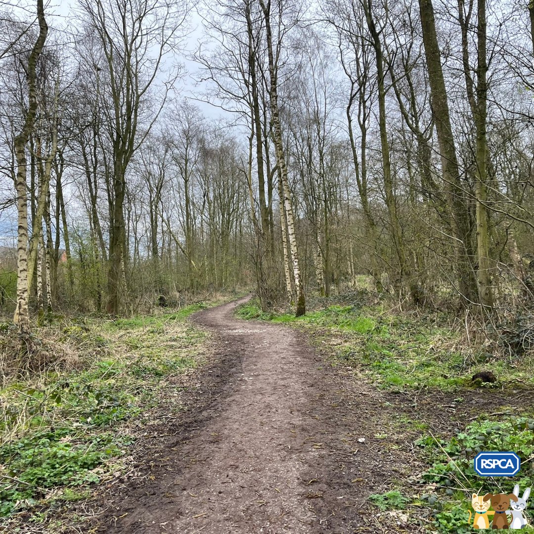 🐶Join us on Sunday for a 4km dog walk through the woodland and fields of East Ardsley! The walk will start close to our Animal Centre at 11am, and each dog will get a goody bag at the end! 🐾Book now for just £5 per dog: rspcaleedsandwakefield.org.uk/paws-4-a-walk-…