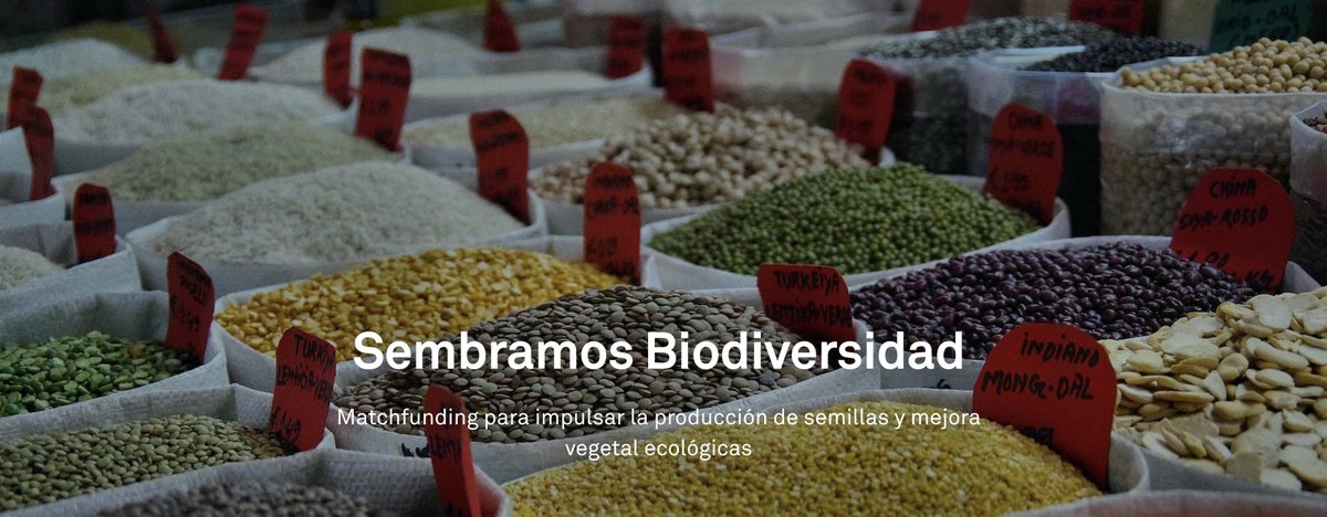 La #FundaciónTriodos y la Red de Municipios por la Agroecología lanzamos #SembramosBiodiversidad, una convocatoria de #matchfunding para impulsar iniciativas en producción de semillas y mejora vegetal ecológicas🌱

+ info👉🏾municipiosagroeco.red/sembramos-biod…ℹ️

 Abierto hasta 1⃣4⃣de abril!⏳