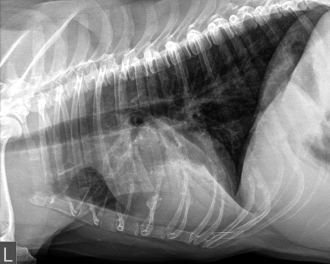 vet_learn's tweet photo. Our second #webinar is now live for bookings!

Title: Thoracic radiology of the dog and cat: a review
Date/Time: 19/4/2024 12:00 -14:00 GMT

Speaker: Pete Mantis

Don’t miss this opportunity to refresh your knowledge of thoracic radiology.

https://t.co/dQCcNaOoDl https://t.co/x0E9i8uXnn