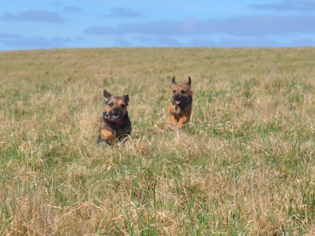 Aw pals, photos taken 9 years ago - look at me and Scrappppppps go 😆 #DuncanPickles #dogsofX #btposse #FridayMotivation #Throwback #memories Bestest days are spent with Scrappppps and I’m lucky that’s every day #ScrappyNelson