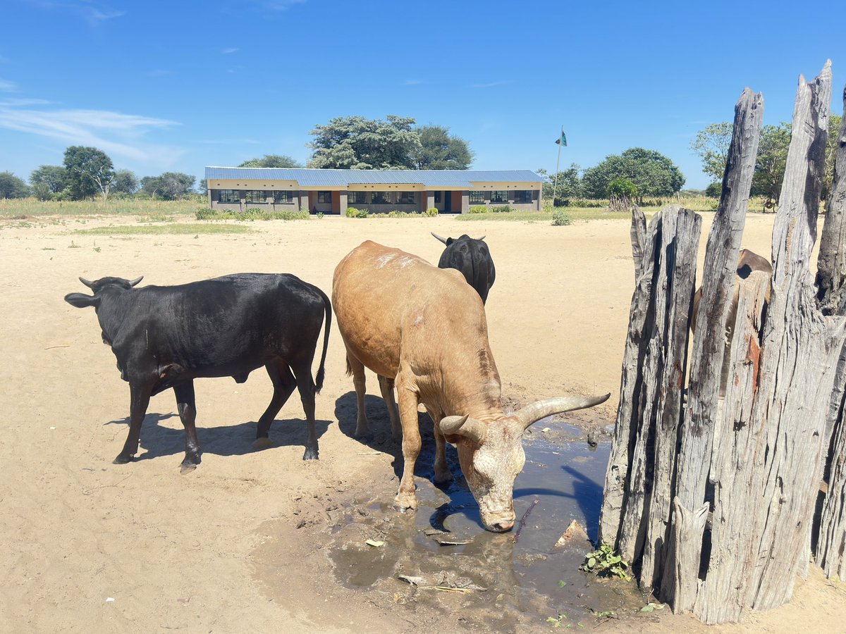 The debilitating drought is also leading to increased competition for limited water resources between humans and domestic animals. @CGIAR #FCMInitiative @IWMI_ #WP1 there is a need for #ClimateAction in order to ensure that both have access to enough water for their needs.