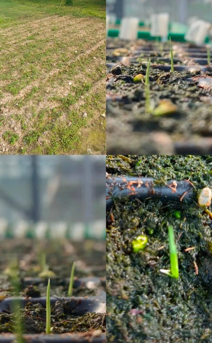 The #ResinovaCollection will soon be ready for cultivation under natural conditions at the Botanical Garden, Città studi of Milan. <a href="/FutureGrain/">Future Grain</a>