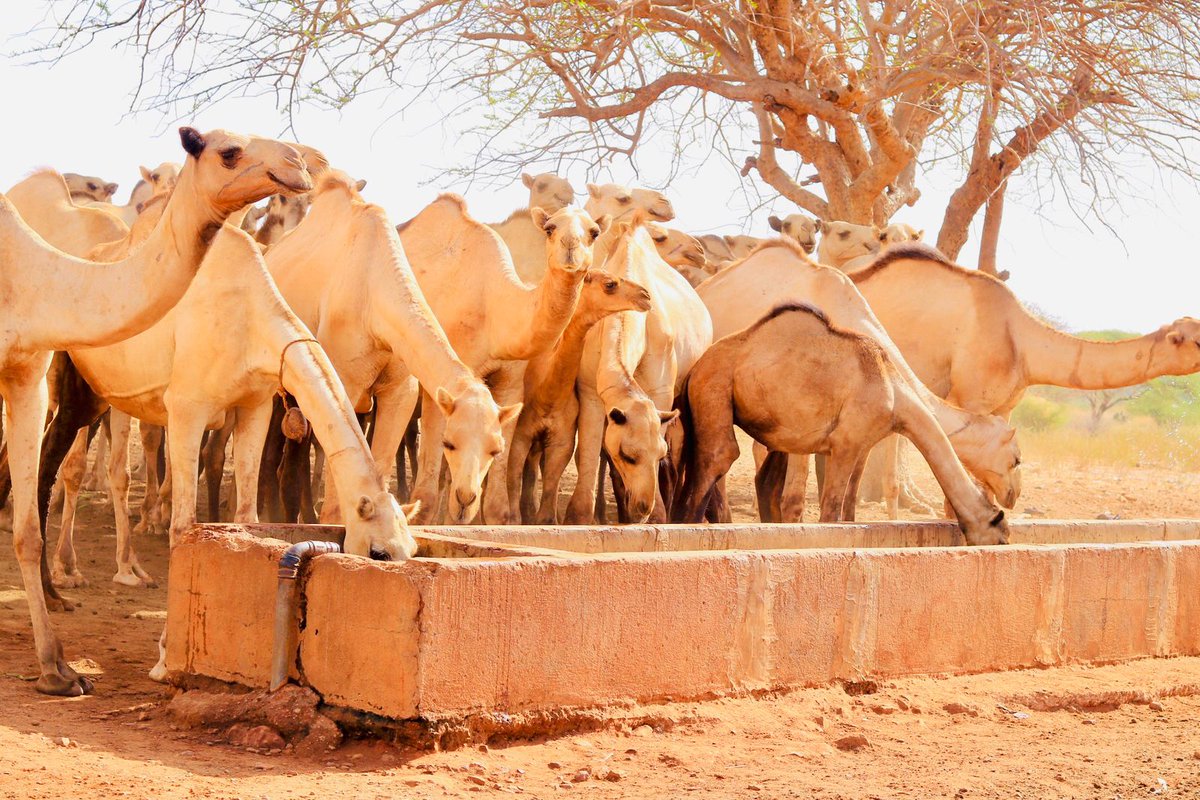 To mark #WorldWaterDay2024, our team in Mandera launched nine newly rehabilitated water points. This has increased #water accessibility for both livestock and human use and in turn contributed to the peaceful coexistence of bordering communities. (Supported by @USAIDSavesLives)