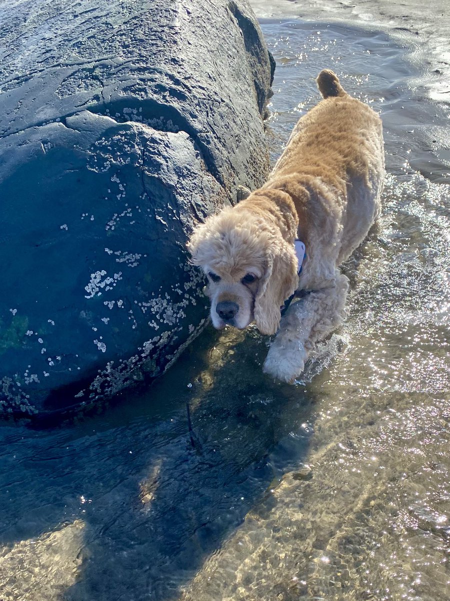 SpanielsSuper's tweet photo. Boulmer was lovely & sea coal free……
Shame about the rocks left to trip a poor boy up 😕
It was very windy & there was a lot of #EarFlappage https://t.co/fdSoz3EMqn