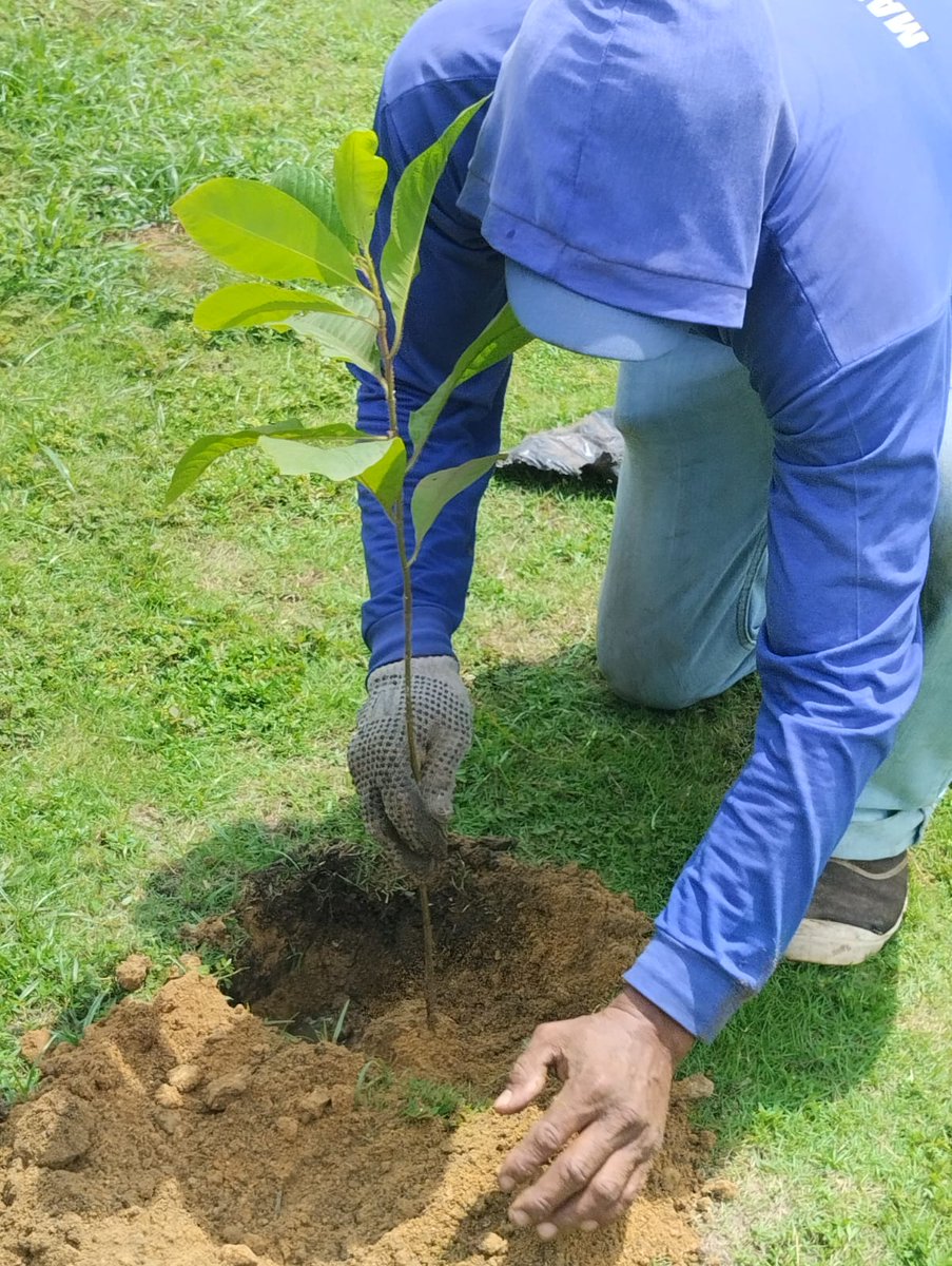 FundBioelit's tweet photo. @Expresoec @Maritzacardenac @PrefGuayas @LAJOYAec @AlcaldiadeDaule @ComunidLaAurora @Ambiente_Ec @donramon_10 @eluniversocom Contribuimos a la mitigación del cambio climático y a la recuperación de la cobertura vegetal con especies de Bosque Seco Tropical en la Aurora-Daule, con árboles nativos como Guayacán,Fernández Sánchez,Laurel,Pechiche en la @LAJOYAec
@AlcaldiadeDaule @PrefGuayas https://t.co/PcElGpbRnp