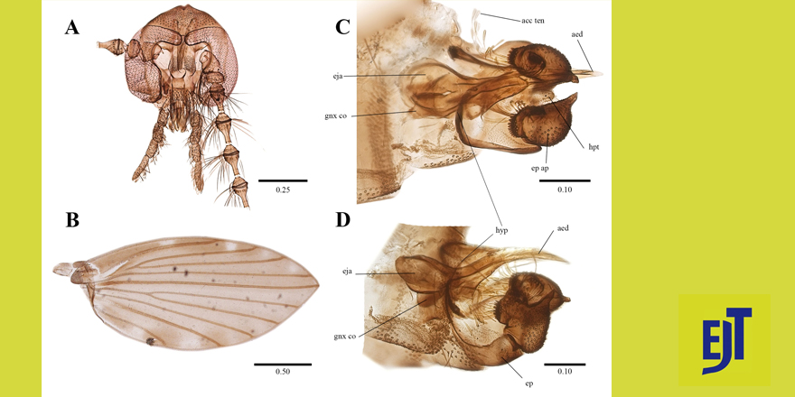 [#entomology] A revision of the genus Armillipora Quate (Diptera: Psychodidae) with the descriptions of two #newspecies ⤵ ✒ Santiago Jaume-Schinkel & Ximo Mengual 🔗 DOI: doi.org/10.5852/ejt.20… #Mothflies #Diptera #Psychodidae #taxonomy #dipterist #flies #entomologist