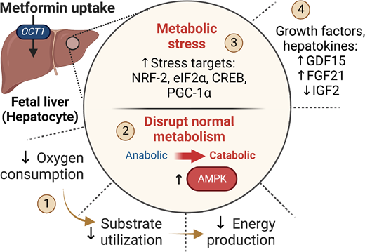 ⭐️Best of #DiabetesADA2023⭐️ | #11 ALTMETRIC Metformin Disrupts Signaling and Metabolism in Fetal Hepatocytes -Karli S. Swenson et al. doi.org/10.2337/db23-0…… @ADA_Pubs