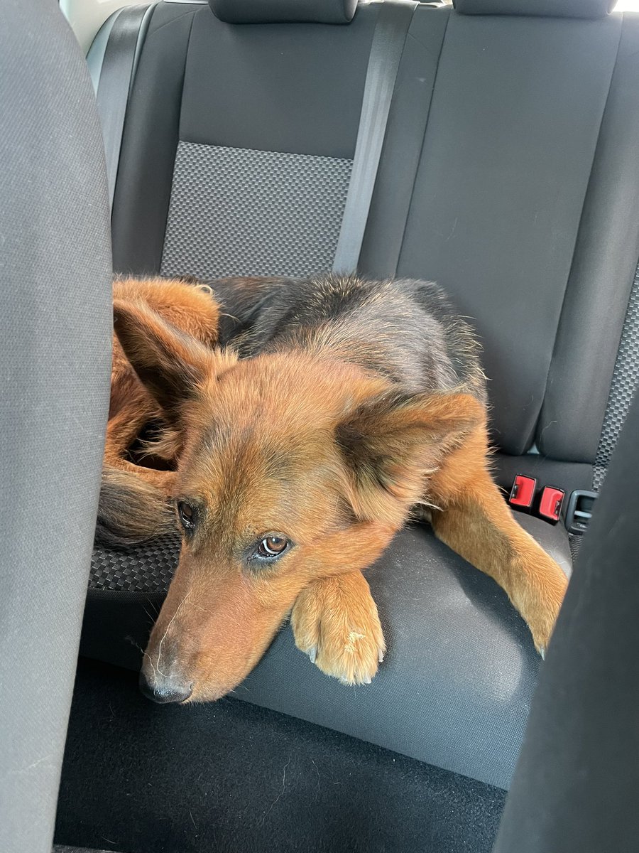 Seguimos buscando hogar ! 
Por favor ayúdenme compartiendo 🙏🏻