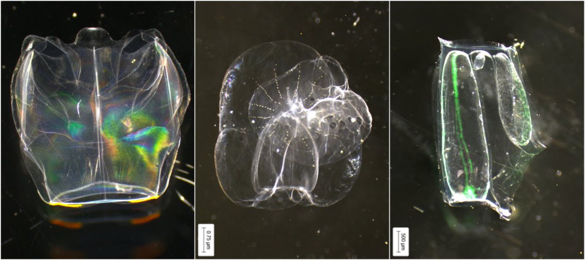 SIPHONOPHORES blog post from the #jellywebexpedition @MARE_Madeira oceanblogs.org/msm126/2024/03…