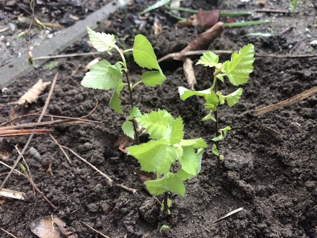 Een ‘boomboeket’ van berken met onze enthousiaste kleinzoons in hun voortuin geplant.
Jong geleerd, is oud gedaan!

<a href="/Boomfeestdag/">Boomfeestdag</a>