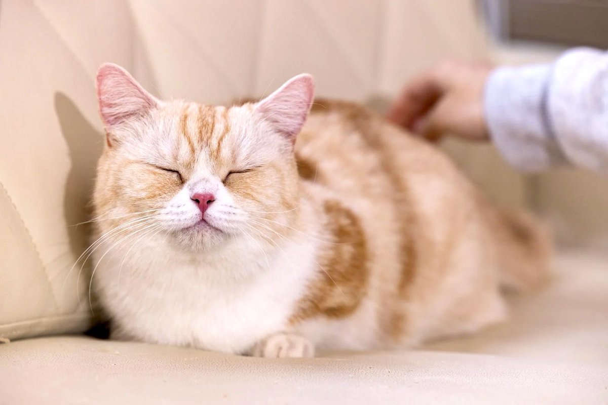 マッサージ気持ちいいのかな💡
鼻、膨らんでますよ☺️

#ねこ #猫 #ネコ
#猫好き
#猫好きさんと繋がりたい
#可愛いは正義
#マッサージ
#気持ちいい
#鼻ふくらむ
#いいねした人全員フォロー
#RT歓迎
#フォロバ100
#フォロバ