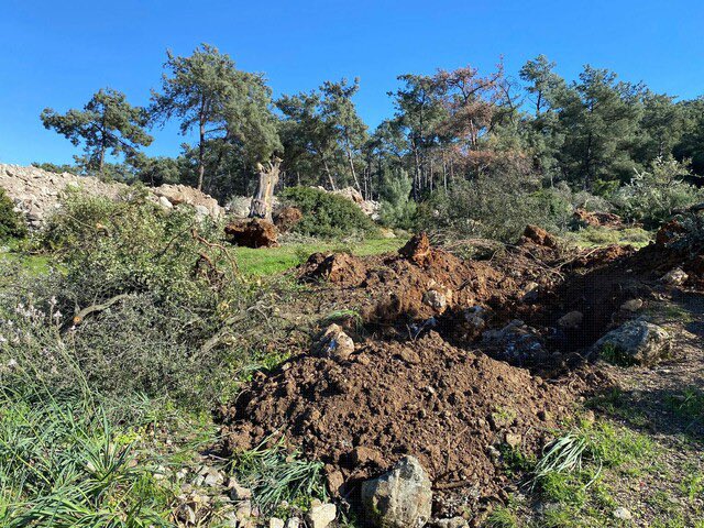 Muğla Bodrum ilçesinde 500 ila 1000 yaşında olan 30 zeytin ağacını kesen şahsa 30 bin lira para “cezası” kesildi.

Bu komik para “cezaları” ile ne ormanı, ne yabanı ne de zeytinleri koruyabiliriz.