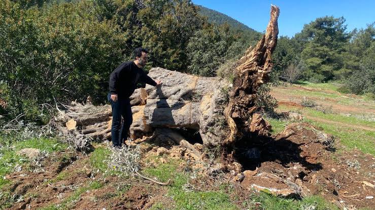 kuzeyormanlari's tweet photo. Muğla Bodrum ilçesinde 500 ila 1000 yaşında olan 30 zeytin ağacını kesen şahsa 30 bin lira para “cezası” kesildi.

Bu komik para “cezaları” ile ne ormanı, ne yabanı ne de zeytinleri koruyabiliriz. https://t.co/x68wa3p6Mr