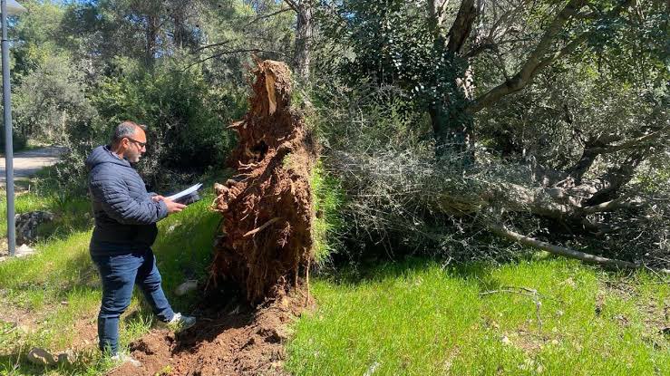 kuzeyormanlari's tweet photo. Muğla Bodrum ilçesinde 500 ila 1000 yaşında olan 30 zeytin ağacını kesen şahsa 30 bin lira para “cezası” kesildi.

Bu komik para “cezaları” ile ne ormanı, ne yabanı ne de zeytinleri koruyabiliriz. https://t.co/x68wa3p6Mr