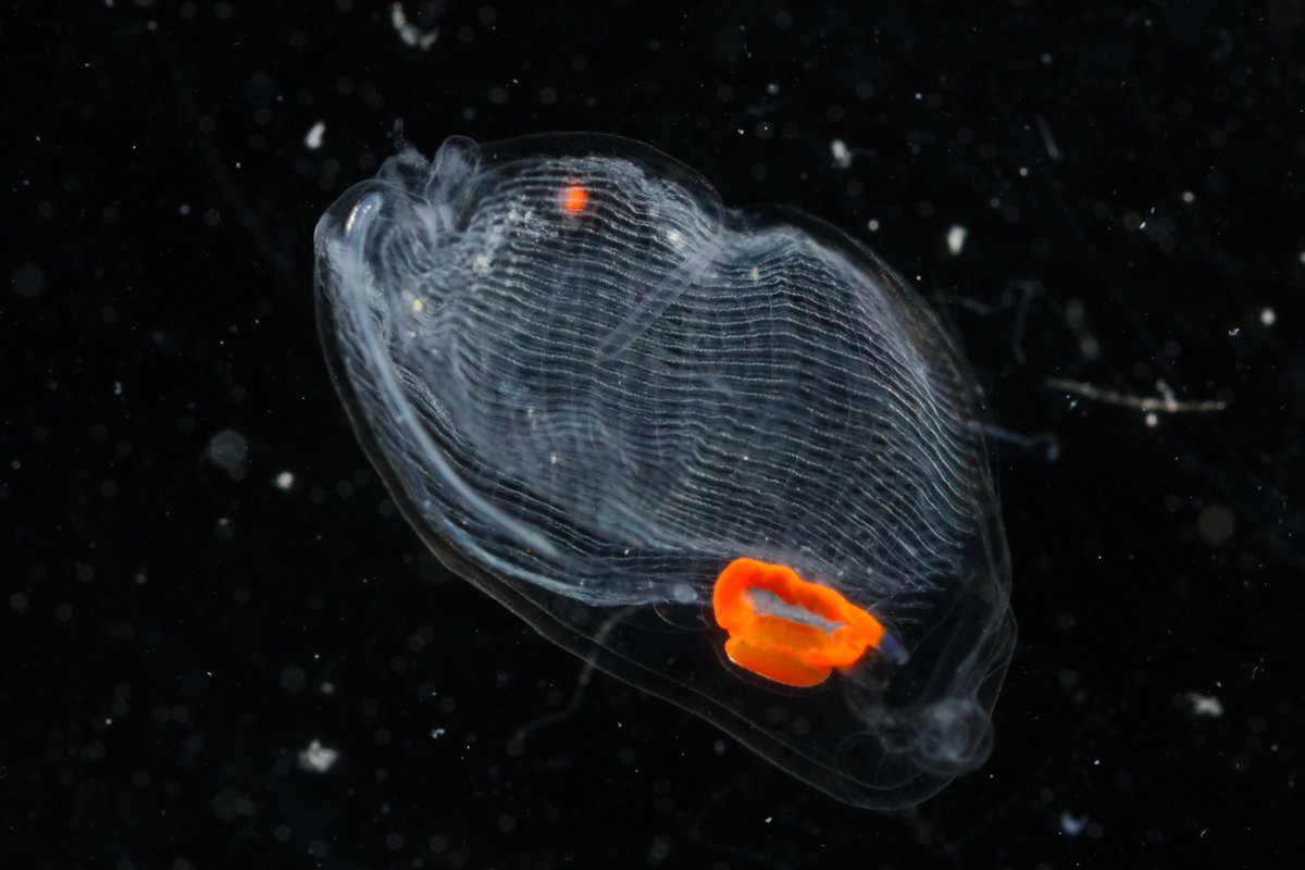 InvertebratesDC's tweet photo. Thaliaceans and SALPS OH MY! MOAR From the #jellywebexpedition off Madeira #pelagic #tunicatetuesday @MARE_Madeira https://t.co/FMs9cV9vtg https://t.co/mTosVfNiMf