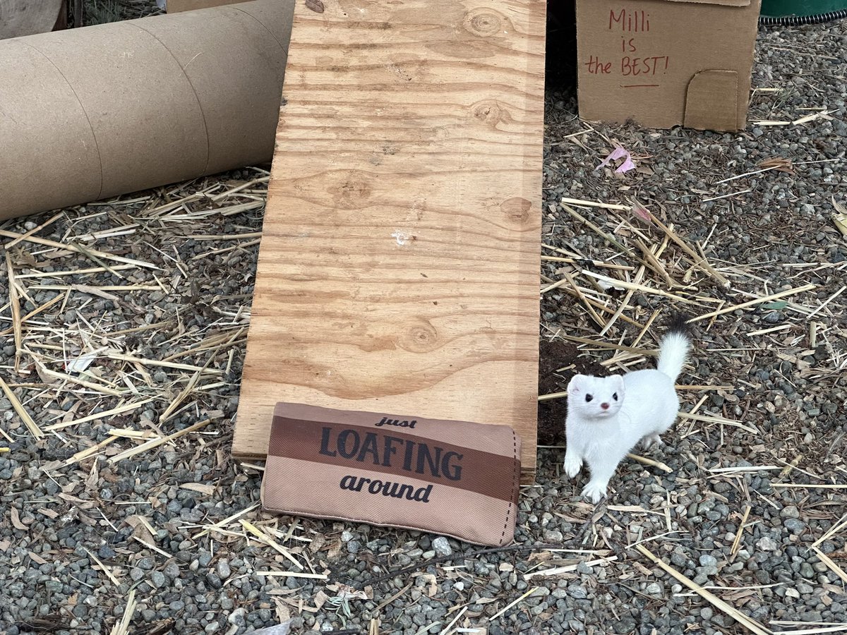 Milli the ermine will soon be changing colors to her summer coat. The ermine is a weasel with a seasonal coat change from white to a brownish color in summer with a white belly. One thing stays - the black tip of the tail. Visit Milli this spring! Current daily hours are 10-5.