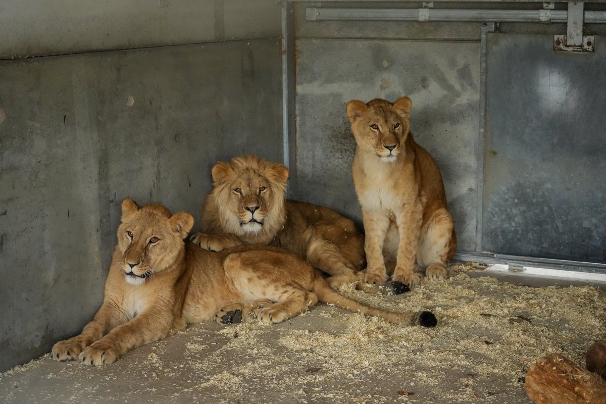 👀 Here’s a sneak peak of our new Lioness Aysa and her 3 precious cub’s Teddi, Emi & Santa 🦁 They are settling in to their new home here at #YorkshireWildlifePark 🐾 More updates on their journey to follow 💖