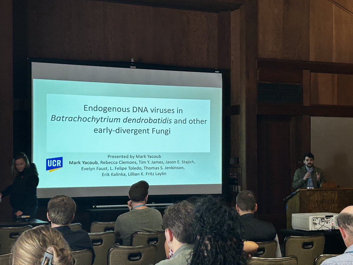 KidTrid's tweet photo. Had a fantastic time at #Fungal24 ! I’m proud to have been invited to the sessions on basal fungi and #Mycoviruses with lots of exciting research. Happy to see the interest in our projects and excited to see what comes next. #chytrid #mycovirus #Batrachochytrium https://t.co/meAuQRxMs9