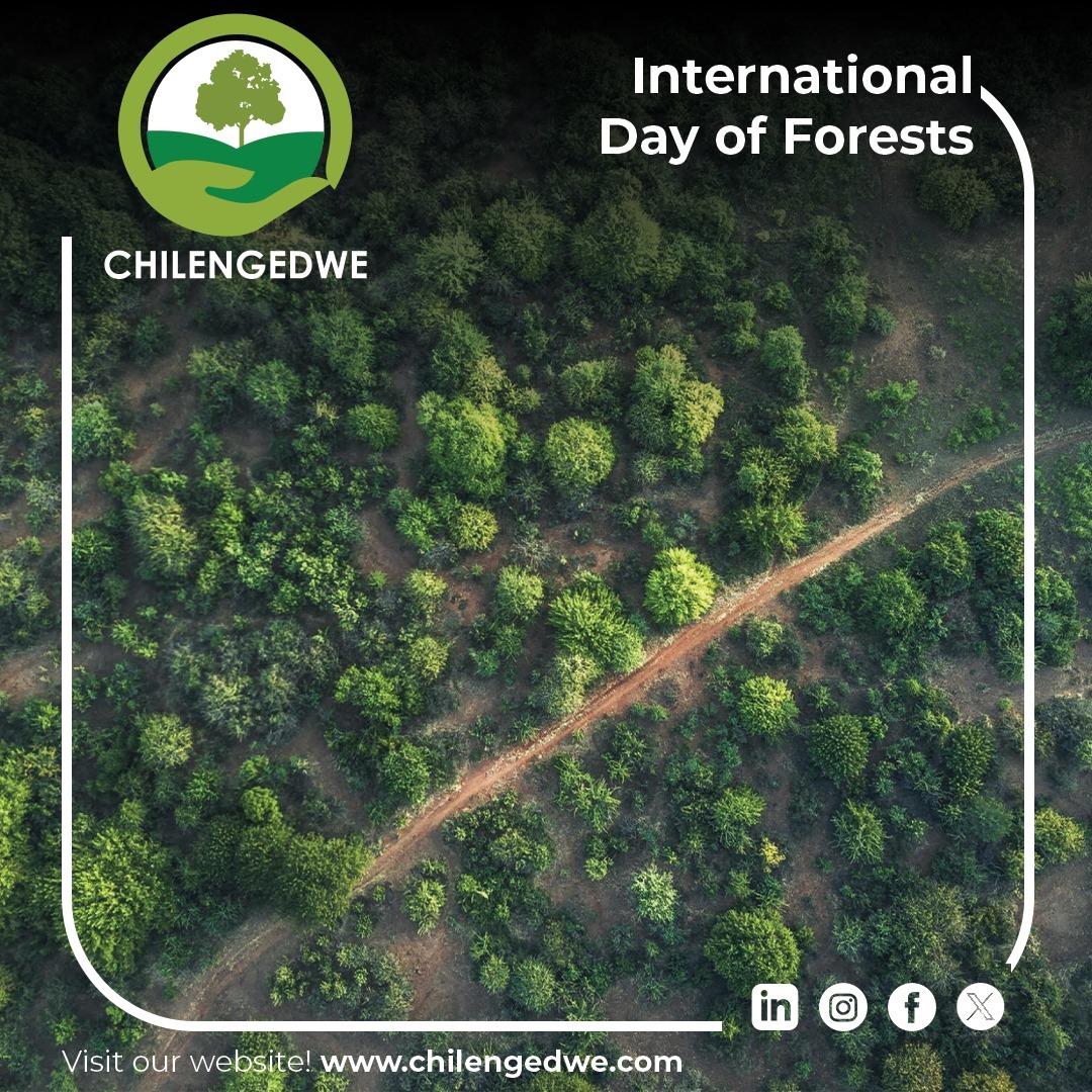 Forests are our planet's lungs, vital for biodiversity, climate regulation, and the well-being of communities worldwide. Let's honour and protect these precious ecosystems today and every day. 🌳💚

#InternationalDayOfForests #ForestsMatter #Zambia #Chilengedwe 🌍🌳