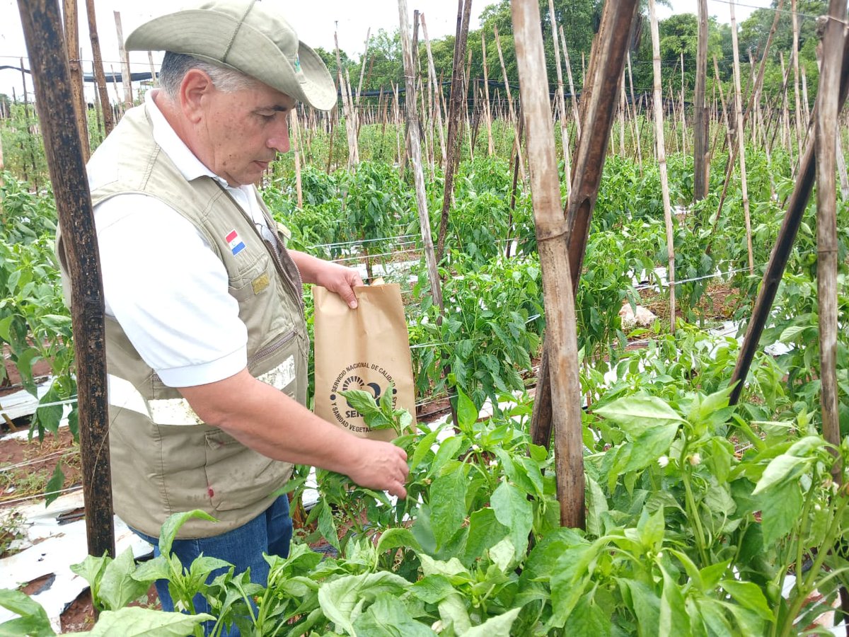 SENAVEParaguay's tweet photo. #Guairá
Continúan el monitoreo y toma de muestras de #locote, a fin de garantizar la #inocuidad de los productos.
Técnicos del #SENAVE visitaron fincas de Villarrica y Col. Independencia, e indicaron que remitirán las muestras para análisis de residuos de plaguicidas. https://t.co/9wmabTWm9K