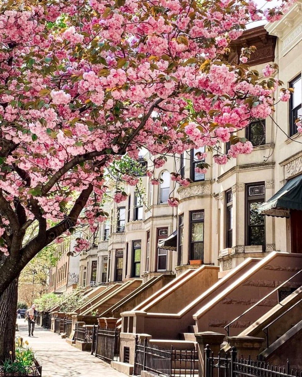 Blossom in Brooklyn in NYC🇺🇸 #springtime 🌸