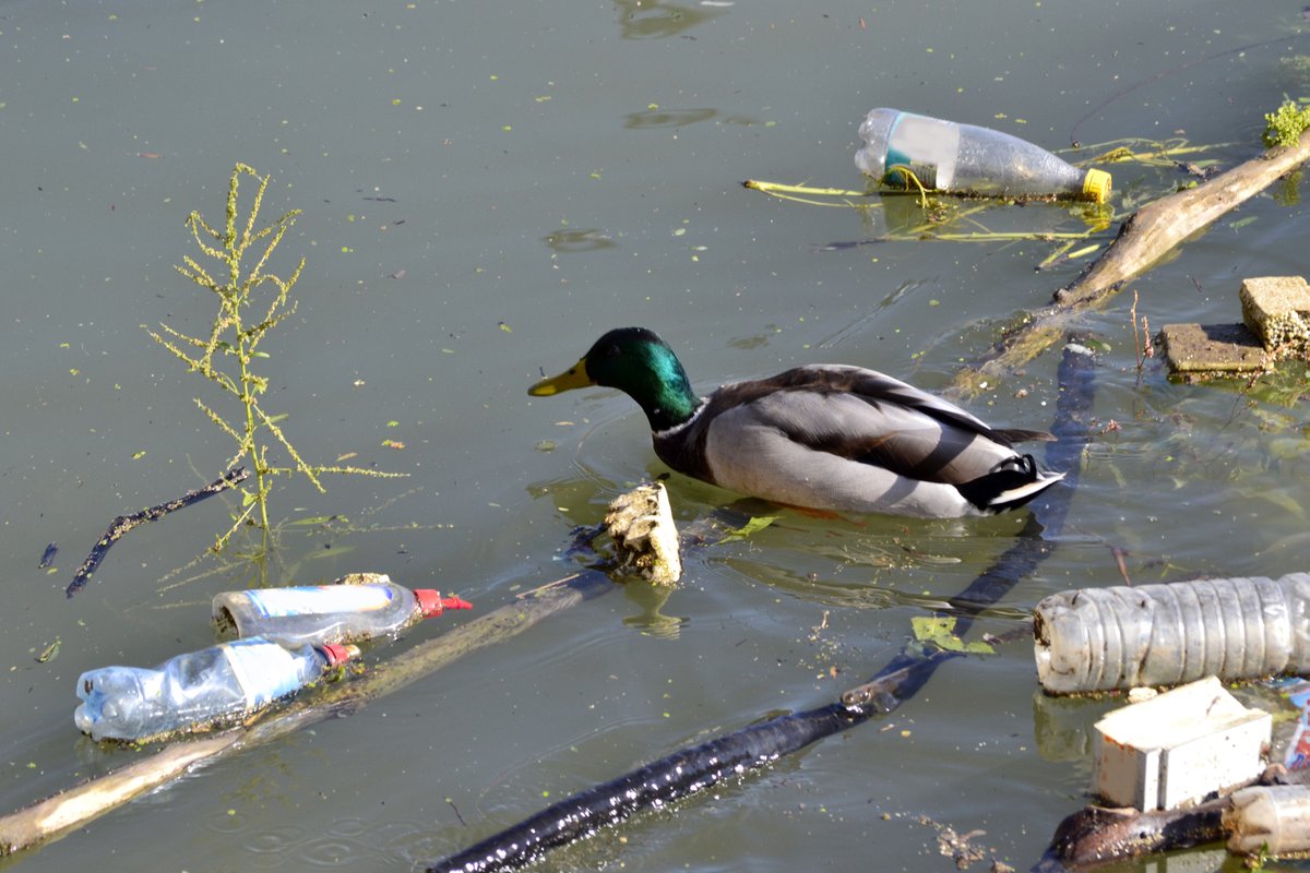 TennCLEANAct's tweet photo. Litter is more than just an eyesore—it directly impacts wildlife and fish habitat. See what you can do to support a cleaner future for Tennessee's abundant wildlife at https://t.co/9CgELoNMCG https://t.co/Lf041zmJUm