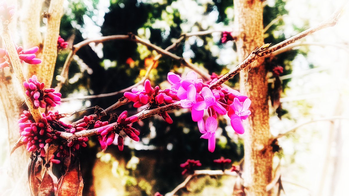 Reza1990Elmi's tweet image. Scabs.

#Necessary