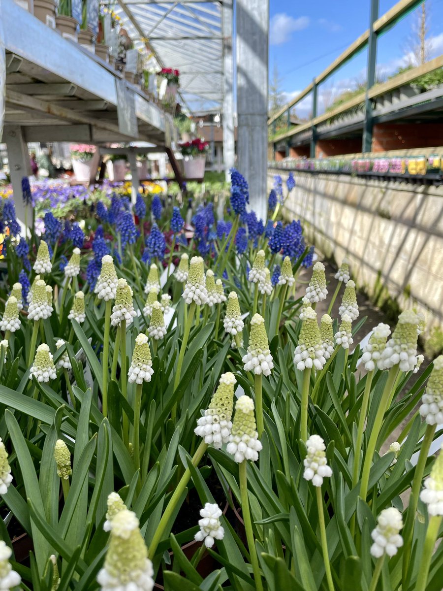 _timwiddowson's tweet photo. Definitely feeling a bit springlike down Reuben Shaw’s #Moorgreen Nice lunchtime mooch round &amp; one or two bits for the garden picked up. Excellent nursery! https://t.co/IPZh18fESD