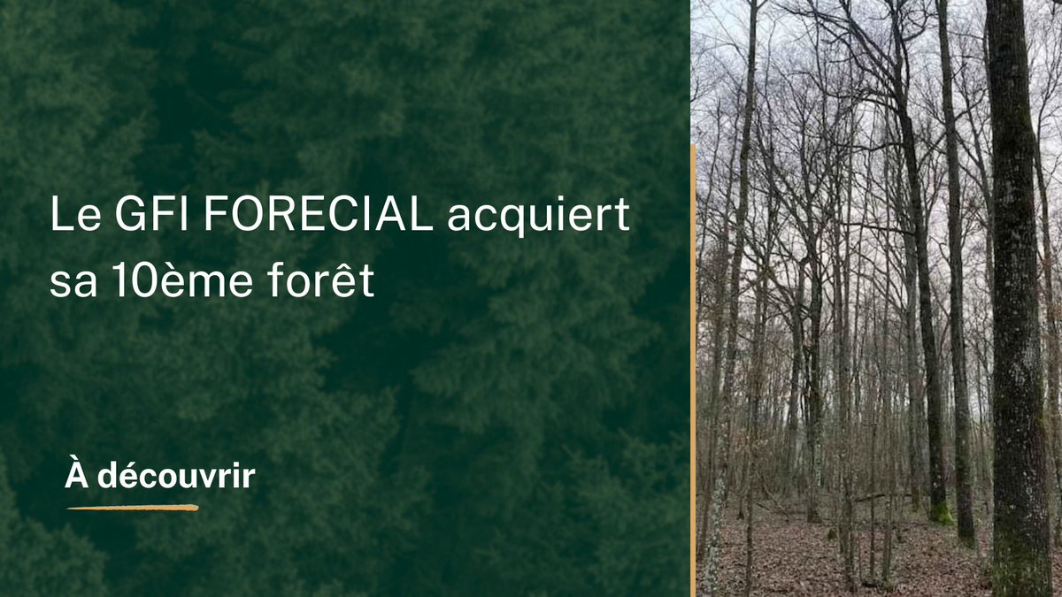 MeilleurGF's tweet photo. Le GFI FORECIAL 🌲, géré par FIDUCIAL Gérance, vient d'acquérir sa 10ème forêt pour un patrimoine total de 711 hectares. Découvrez les détails de cette acquisition #GFIFORECIAL #FIDUCIALGérance #acquisition #forêt #patrimoine 
https://t.co/Bquw4C2jyG https://t.co/kTaAPPWwrY
