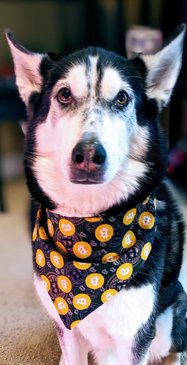 SatoshiMetals's tweet photo. Are you looking for some #Bitcoin swag?

Here's two new handmade products you can checkout! 

A dog $BTC bandana and a #BTC throw pillow

Check them out here ~> https://t.co/jut3a4pjQz

#SoundMoney #BitcoinHalving #BitcoinETF #bitcoinbullrun #BitcoinWhales #Ordinal #NFT https://t.co/2HOSAZLvnL