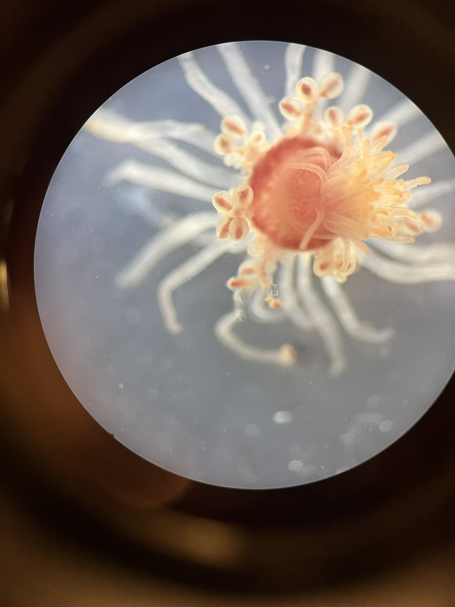 Nicola Foster tweet media