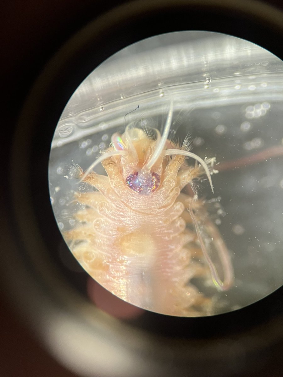 Nicola Foster tweet media