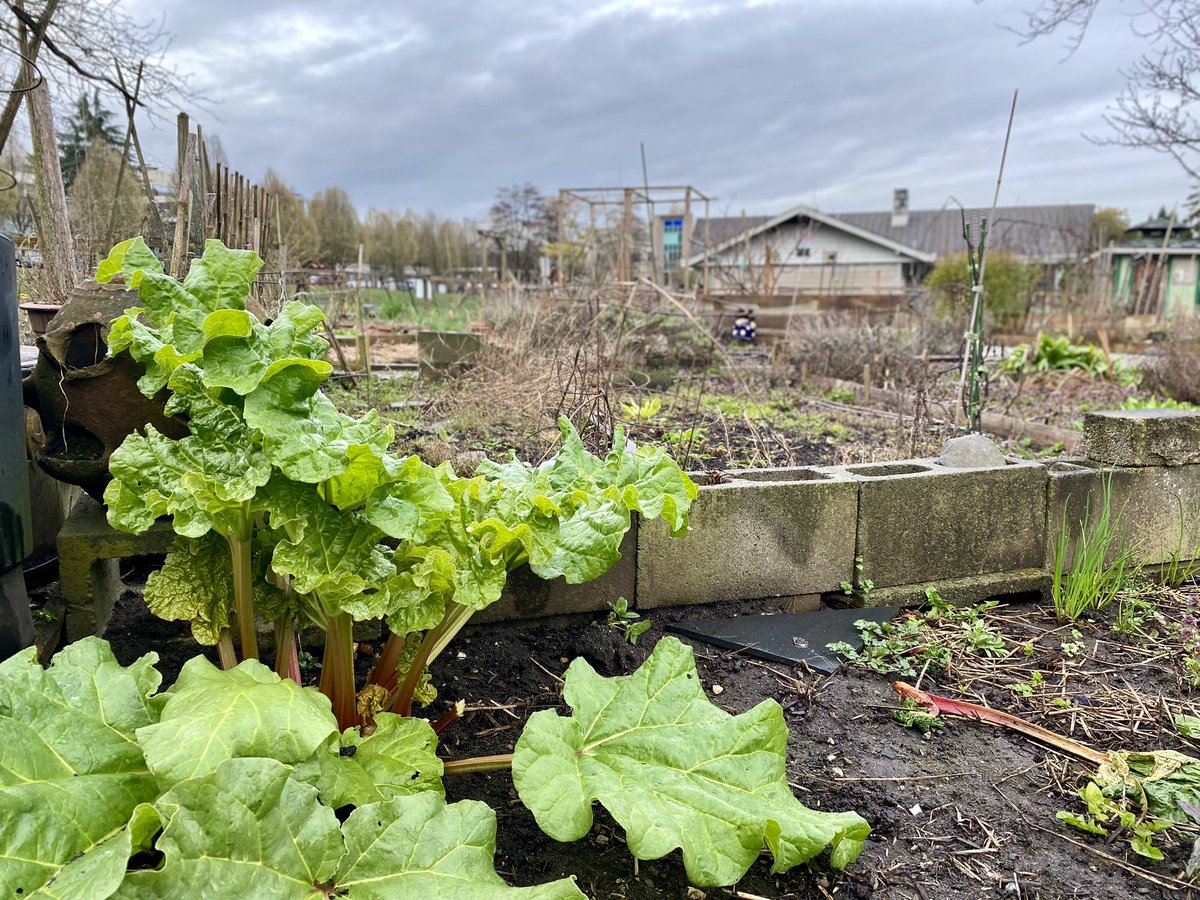 GeorgeHeyman's tweet photo. Crisp March mornings in the community garden. 

#JonathanRogersPark
#ConstituencyWeek https://t.co/Xm8DeEgb9X