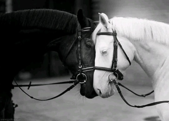 Rimsha_speaks's tweet image. اور میں تمہیں تکلیف نہیں دوں گا چاہے تم مجھے مایوس کرو اور محبت ختم ہو جائے، میری جدائی اتنی ہی خوبصورت ہے جتنی میری قربت تھی۔