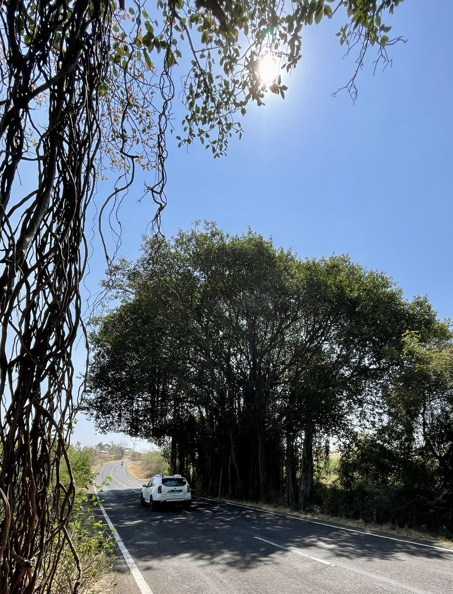 uday32008293's tweet image. #TheBigTreeQuest is taking me across every state and many internal highways.. while many have already been “developed” there are a few gems left..

Driving on these “undeveloped” inner state highways still is a beautiful experience.. not sure for how long.. 
#SaveFullyGrownTrees